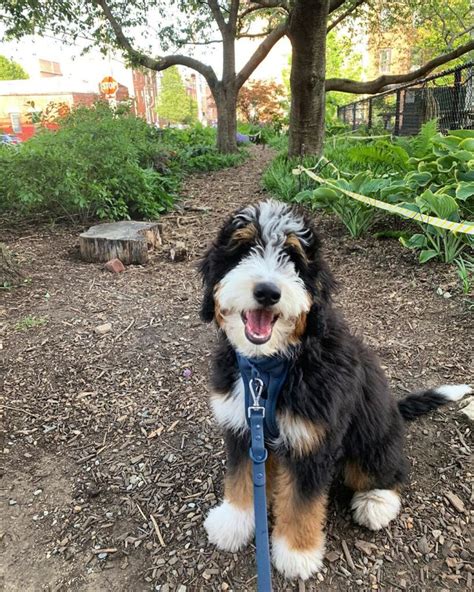  Their reputation is why many people ask do Bernedoodles shed at all? There is no such thing as a truly hypoallergenic dog